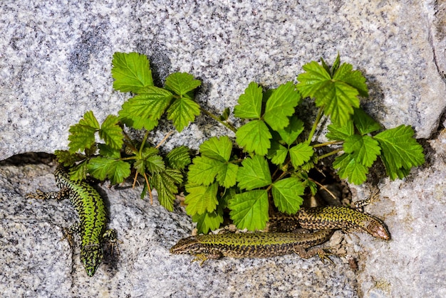 gemeine mauereidechse, podarcis muralis nigriventris in schärding, österreich