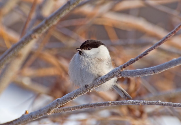 Gemeine Meise Parus montanus auf einem Ast bereift frostigen Wintermorgen KhantyMansiysk