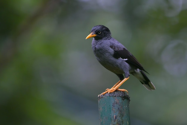 Gemeine Myna thront auf einer Stange