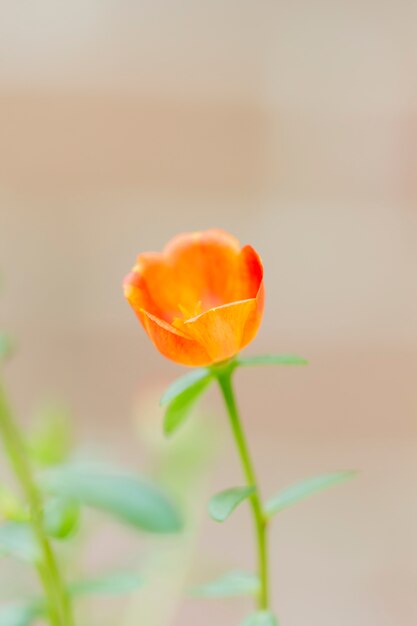 Gemeine Purslane Blume