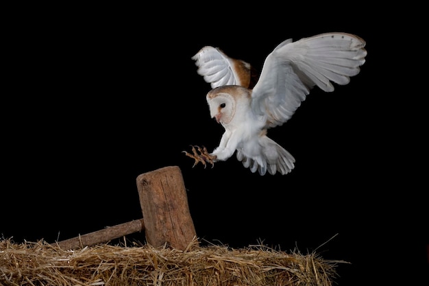 Gemeine Schleiereule (Tyto alba) in einer Scheune, Spanien