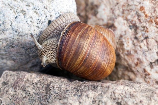 Gemeine Schnecke