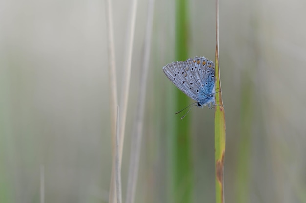 Gemeiner blauer Schmetterling auf einem Blatt in der Natur Makro Nahaufnahme