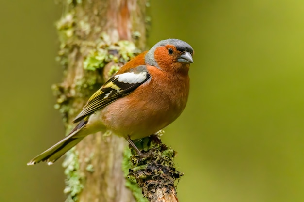 Gemeiner Buchfink, der auf einem Tannenzweig im Wald sitzt