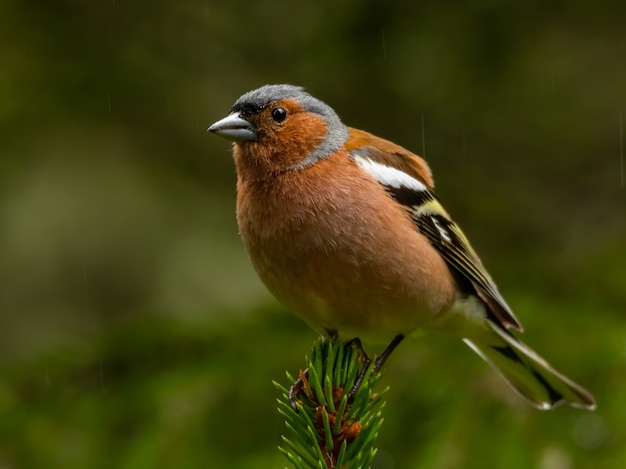 Gemeiner Buchfink, der auf einem Tannenzweig im Wald sitzt