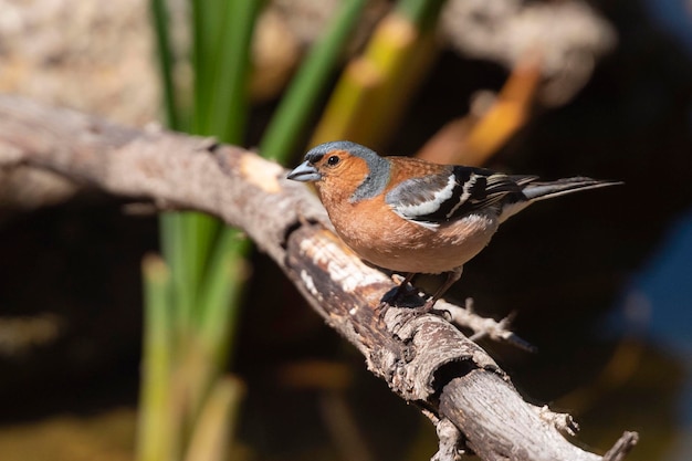 Gemeiner Buchfink Fringilla coelebs Avila Spanien