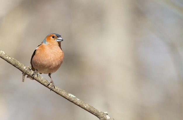 Gemeiner Buchfink Fringilla coelebs Ein Vogel sitzt auf einem dünnen Ast vor einem schönen Hintergrund