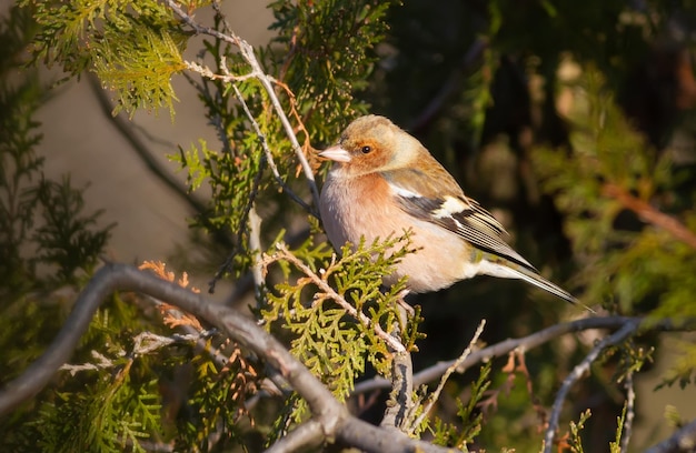 Gemeiner Buchfink Fringilla coelebs Ein Vogel sitzt auf einem Zweig einer Thuja