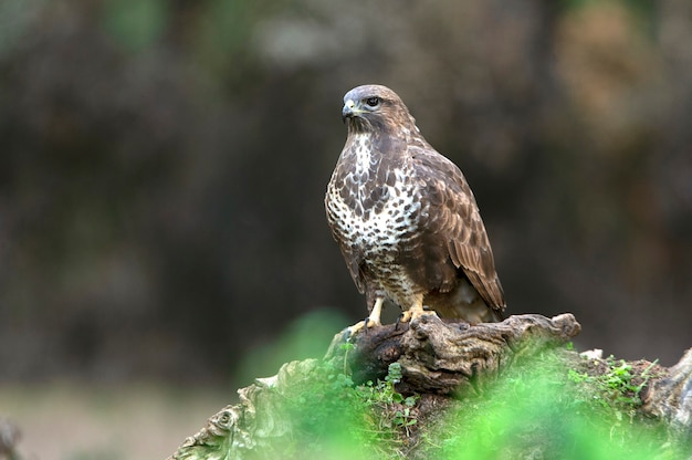 Gemeiner Bussard mit den letzten Nachmittagslichtern eines Wintertages in einem Kiefernwald