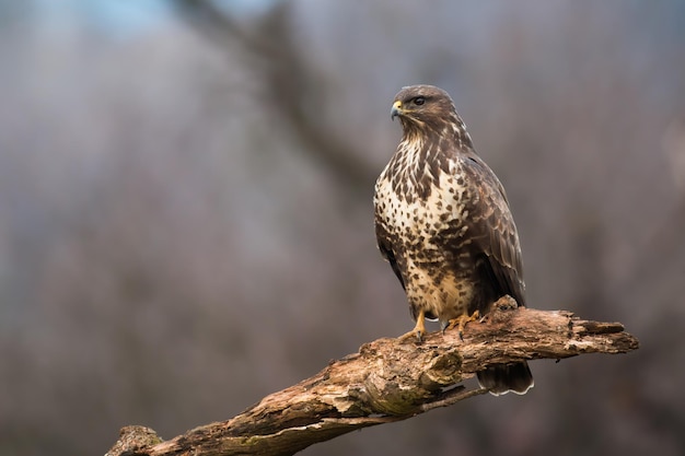 Gemeiner Bussard sitzt auf Ast im herbstlichen Wald