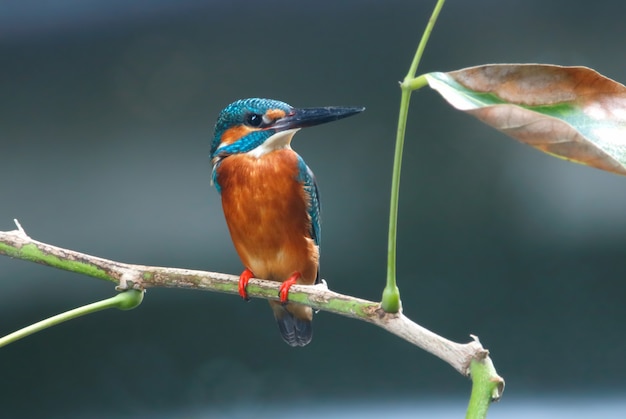 Gemeiner Eisvogel Alcedo atthis schöne männliche Vögel von Thailand