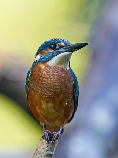 Foto gemeiner eisvogel alcedo atthis