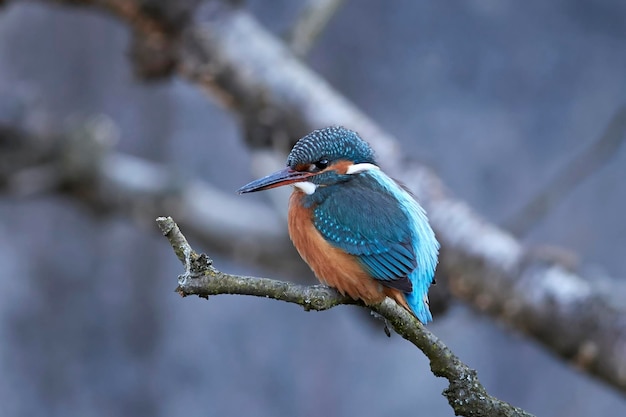 Gemeiner Eisvogel Alcedo atthis