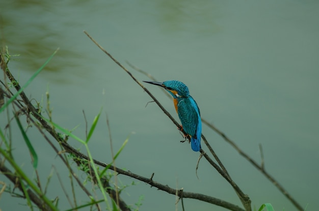 Gemeiner Eisvogel, der auf dem Zweig hockt (Alcedo atthis)