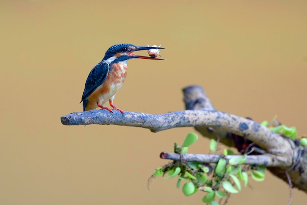 Gemeiner Eisvogel, der einen Fisch isst