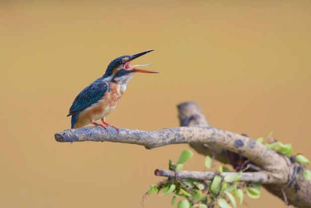 Gemeiner Eisvogel, der einen Fisch isst