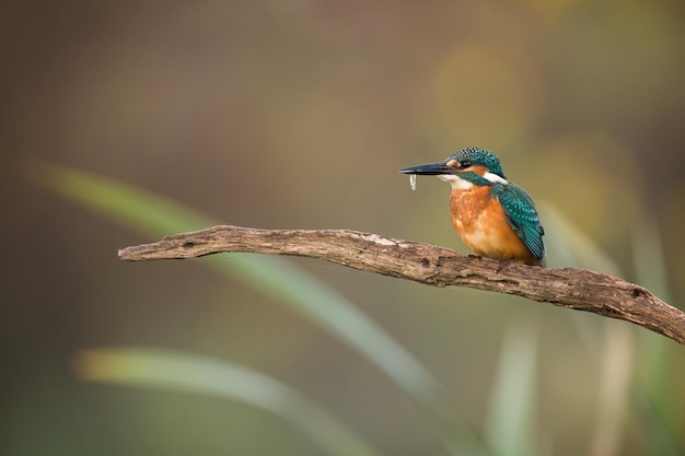 Gemeiner Eisvogel, der einen winzigen Fisch in einem Schnabel auf einem Zweig in der Herbstnatur hält