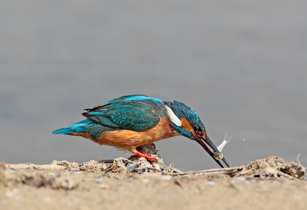 Gemeiner Eisvogel mit Fisch im Schnabel auf dem Boden