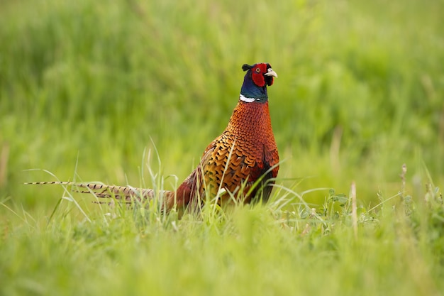 Gemeiner Fasan, der sich auf der Wiese ernährt