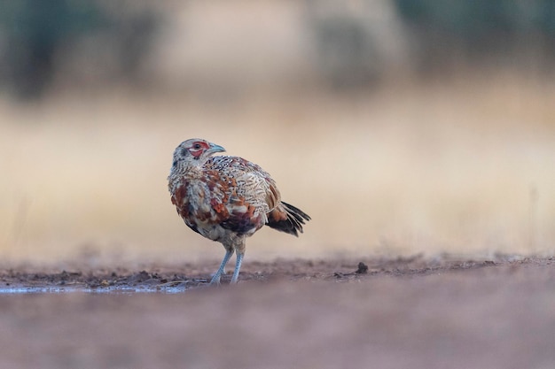 Gemeiner Fasan (Phasianus colchicus) Toledo, Spanien