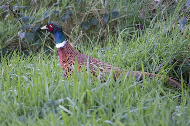 Gemeiner Fasan (Phasianus colchicus) zu Fuß über ein Feld in East Grinstead