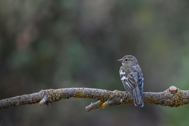 Gemeiner Fink oder Fringilla coelebs Kleiner Singvogel