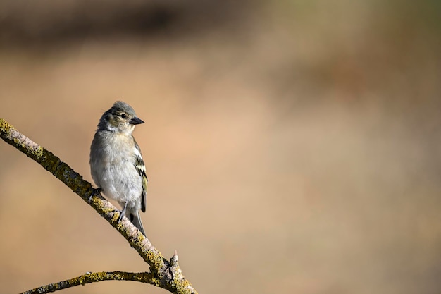 Gemeiner Fink oder Fringilla coelebs Kleiner Sperlingsvogel