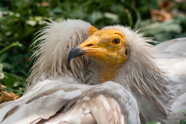 Gemeiner Geier Neophron percnopterus