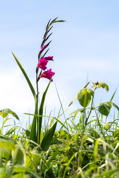 Gemeiner Gladiolus Gladiolus Communis L wächst wild in Devon