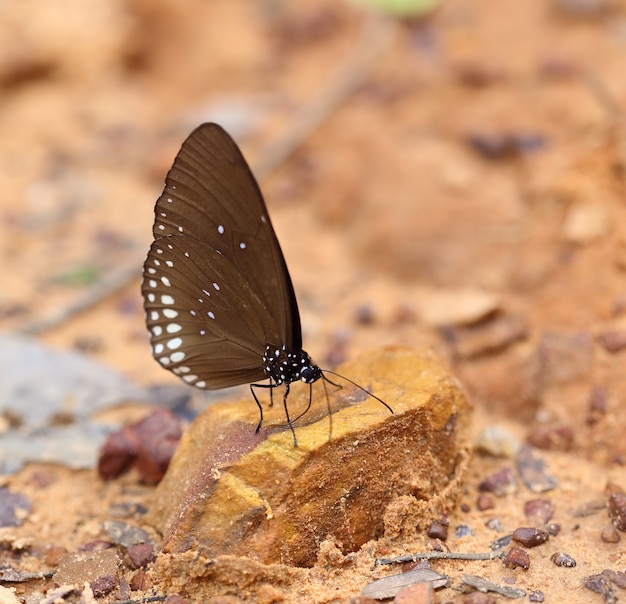 Gemeiner indischer Krähenschmetterling (Euploea core Lucus)