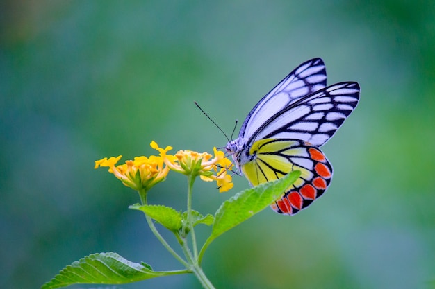 Gemeiner Jezebel-Schmetterling