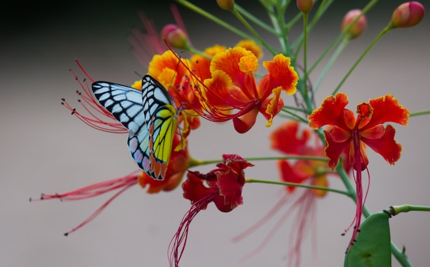 Gemeiner Jezebel-Schmetterling