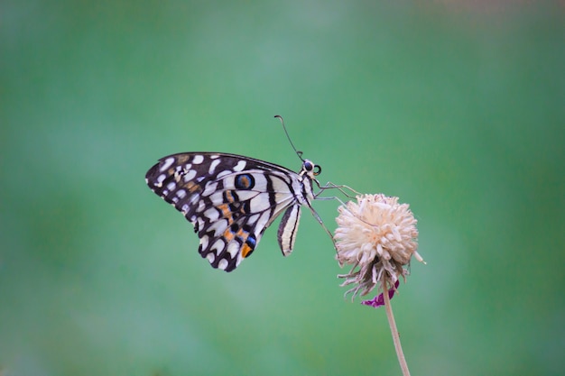 Gemeiner Kalk-Schmetterling