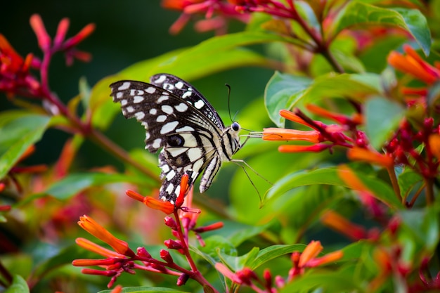 Gemeiner Kalkschmetterling