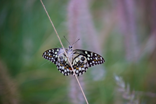 Gemeiner Kalkschmetterling