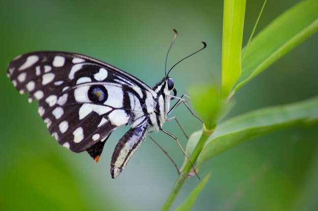 Gemeiner Kalkschmetterling