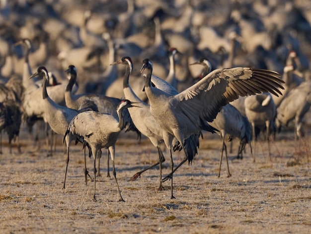 Foto gemeiner kranich grus grus