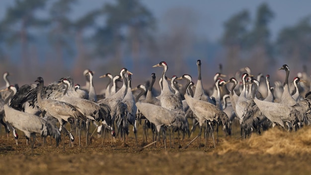 Gemeiner Kranich Grus grus