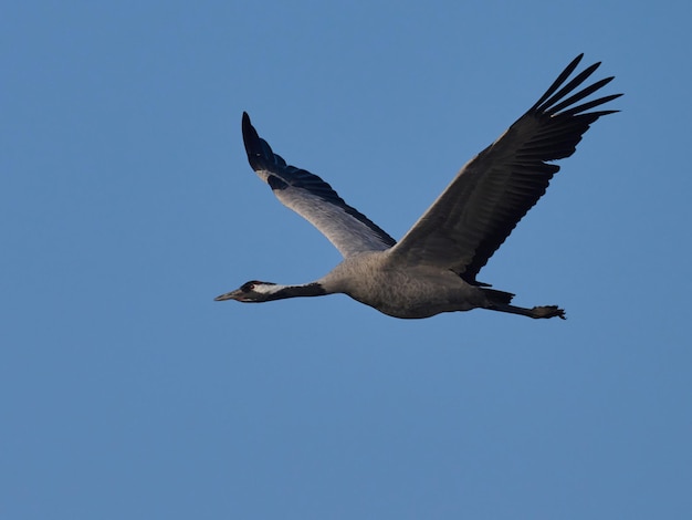 Gemeiner Kranich Grus grus