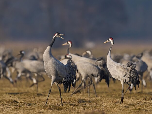 Gemeiner Kranich Grus grus