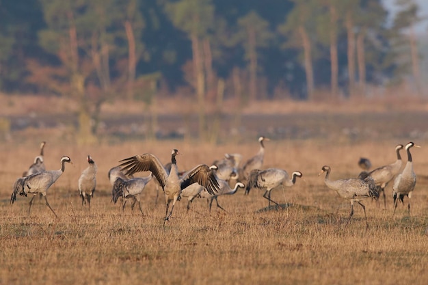 Gemeiner Kranich Grus grus