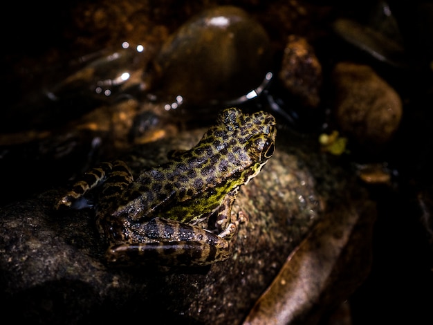 Gemeiner Laubfrosch oder goldener Laubfrosch auf Felsen nahe dem Gebirgsbachwasser, das in einen Wald fließt.