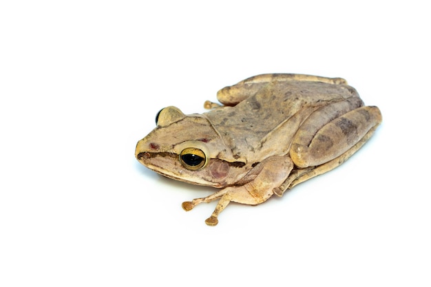 Gemeiner Laubfrosch, vierzeiliger Laubfrosch, goldener Laubfrosch (Polypedates leucomystax). Tier. Amphibien.