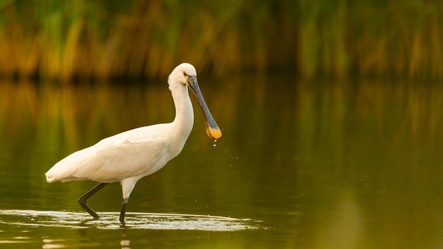 Gemeiner Löffler Platalea leucorodia in einem schönen Abendhintergrund.