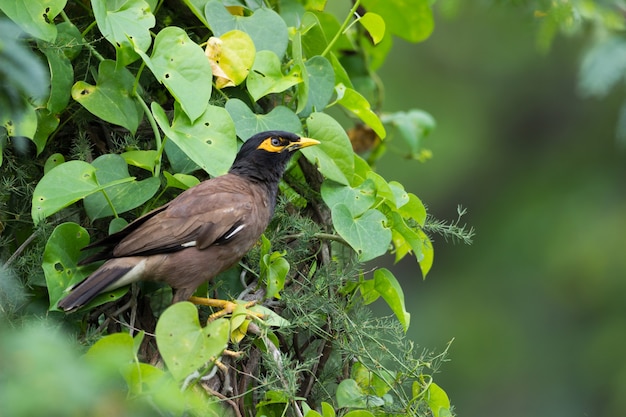 Gemeiner Myna Acridotheres tristis oder Indian myna buchstabiert auch Mynah aus der Familie Sturnidae