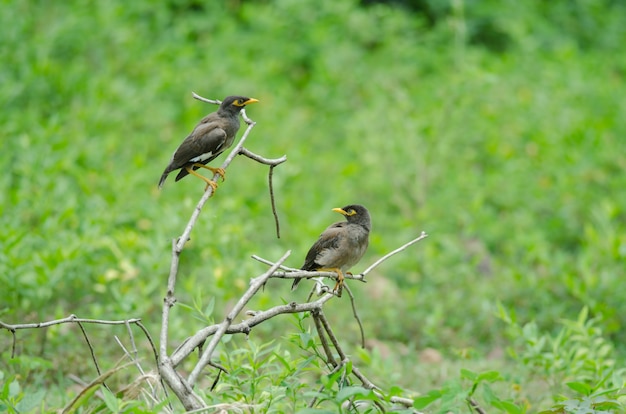 Gemeiner Myna-Vogel, der auf dem Baum hockt