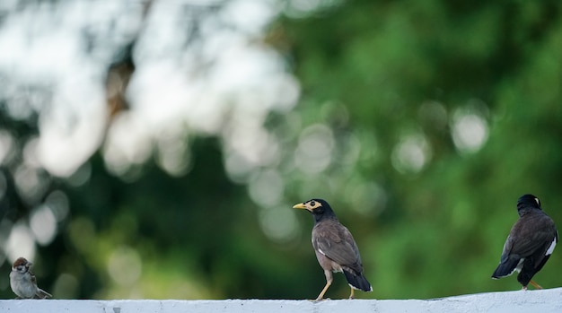 Gemeiner Myna-Vogel (Mynas) auf grünem Hintergrund