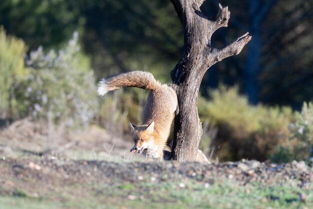 Gemeiner oder Rotfuchs Vulpes vulpes im spanischen Grünland