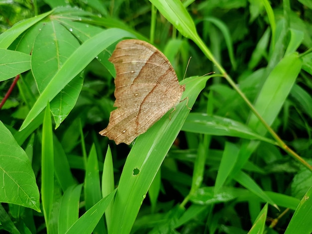 Gemeiner Schmetterling auf Craspedia unter dem Sonnenlicht auf einem Blatt mit einem verschwommenen kostenlosen Foto