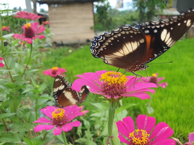 Gemeiner Schmetterling auf Craspedia unter dem Sonnenlicht in einem Garten mit einem verschwommenen kostenlosen Foto